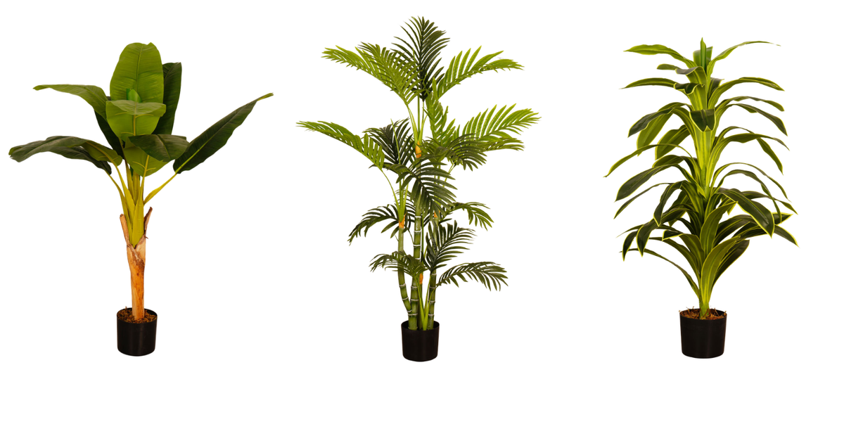 Bring the Tropics Home: Styling with Banana, Palm & Dracaena Plants