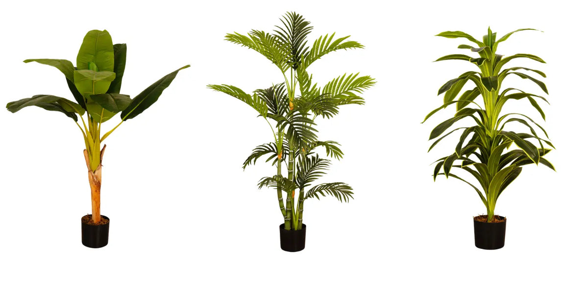 Bring the Tropics Home: Styling with Banana, Palm & Dracaena Plants ARICK DECOR