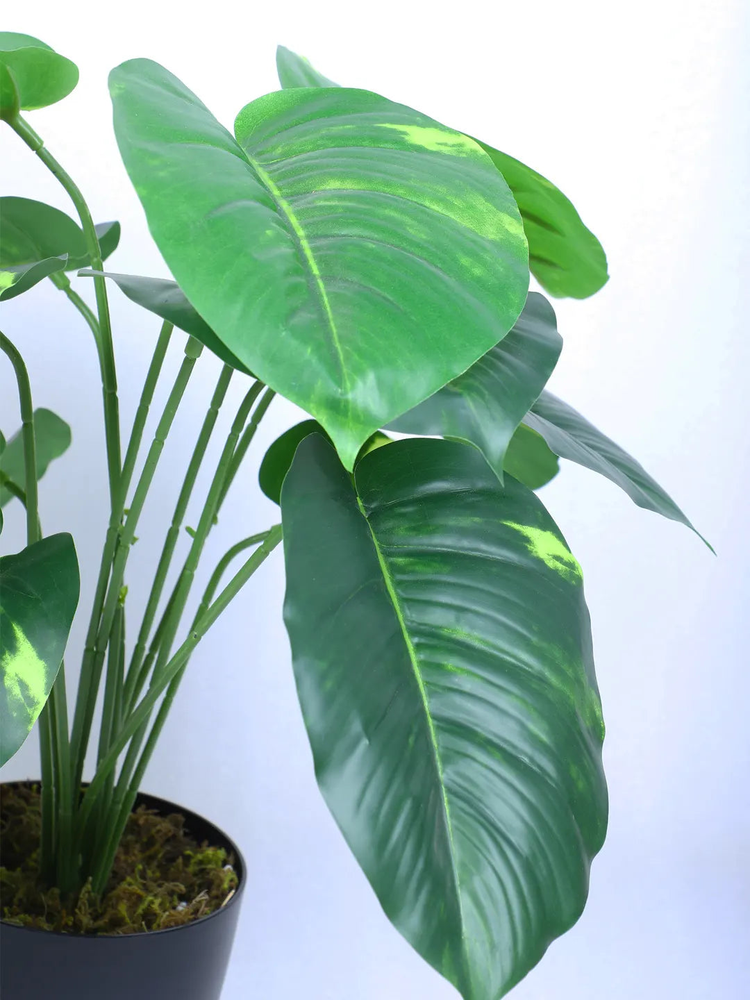 1.8Ft Artificial Money Plant With Pot