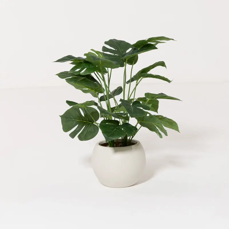 Monstera