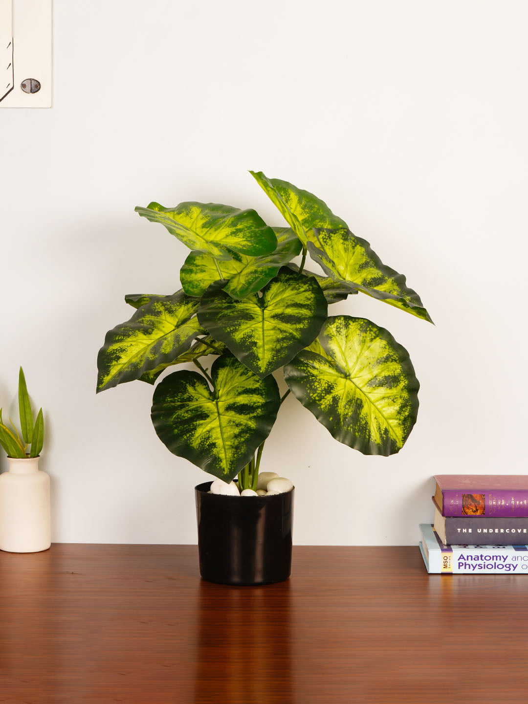 Artificial Dieffenbachia Plant - 55cm Tall
