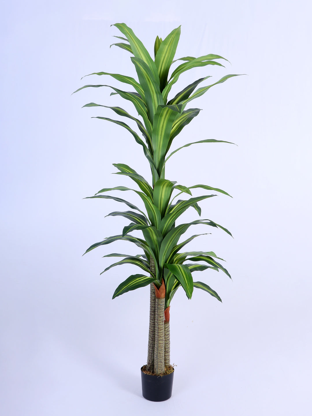 6Ft Artificial Dracaena Reflexa Tree in Pot