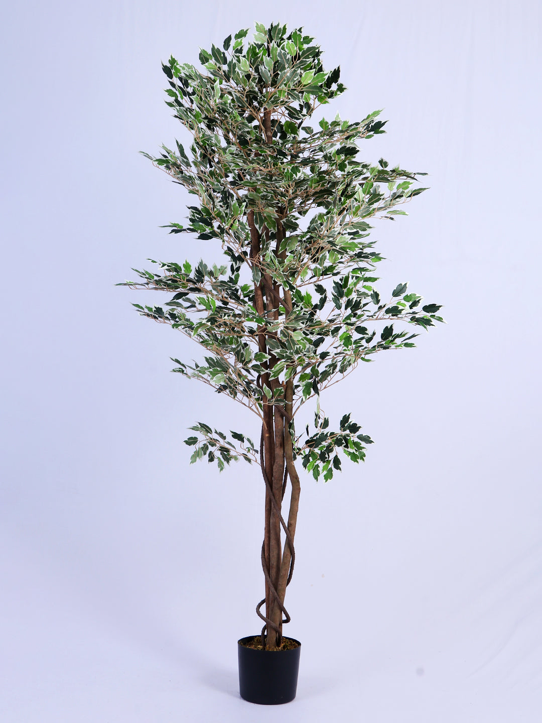 5.2Ft Artificial Variegated Ficus Tree