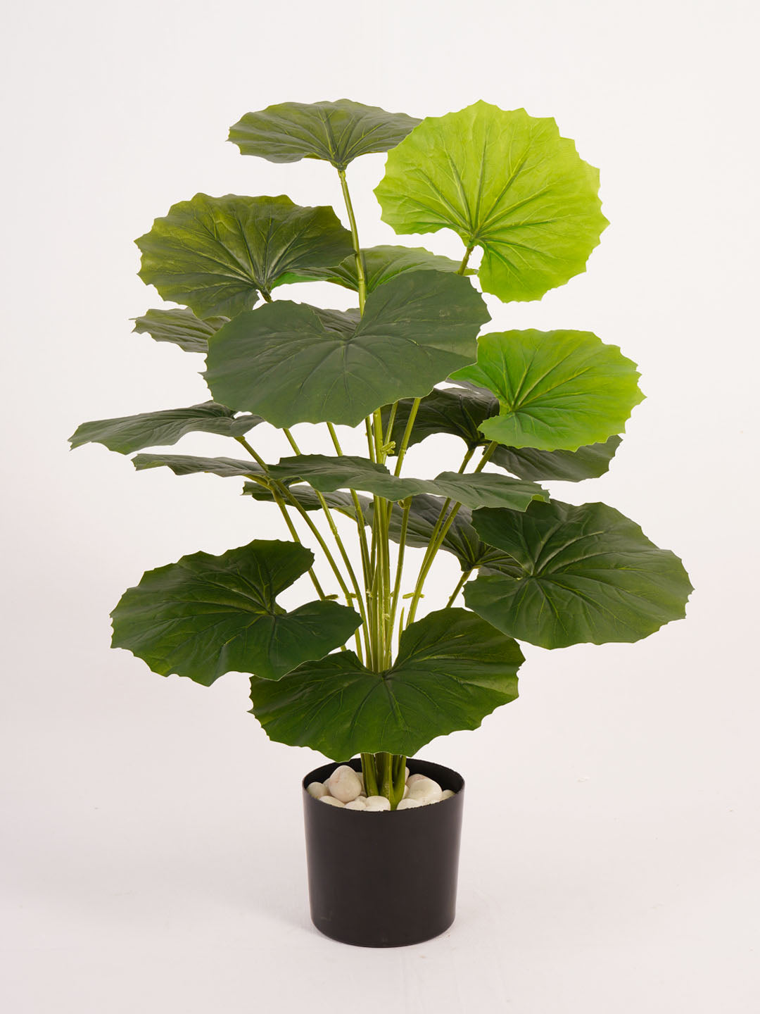 Artificial Rubber Plant - 65cm Tall