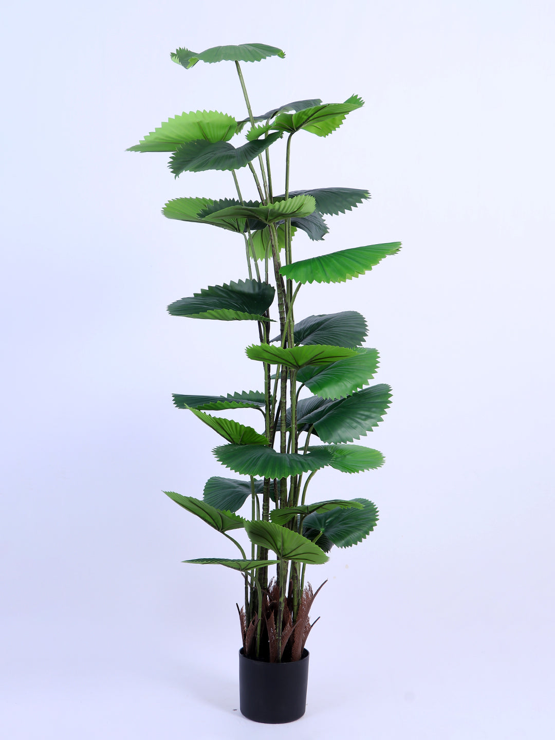 6Ft Artificial Ruffled Fan Palm Tree in Pot