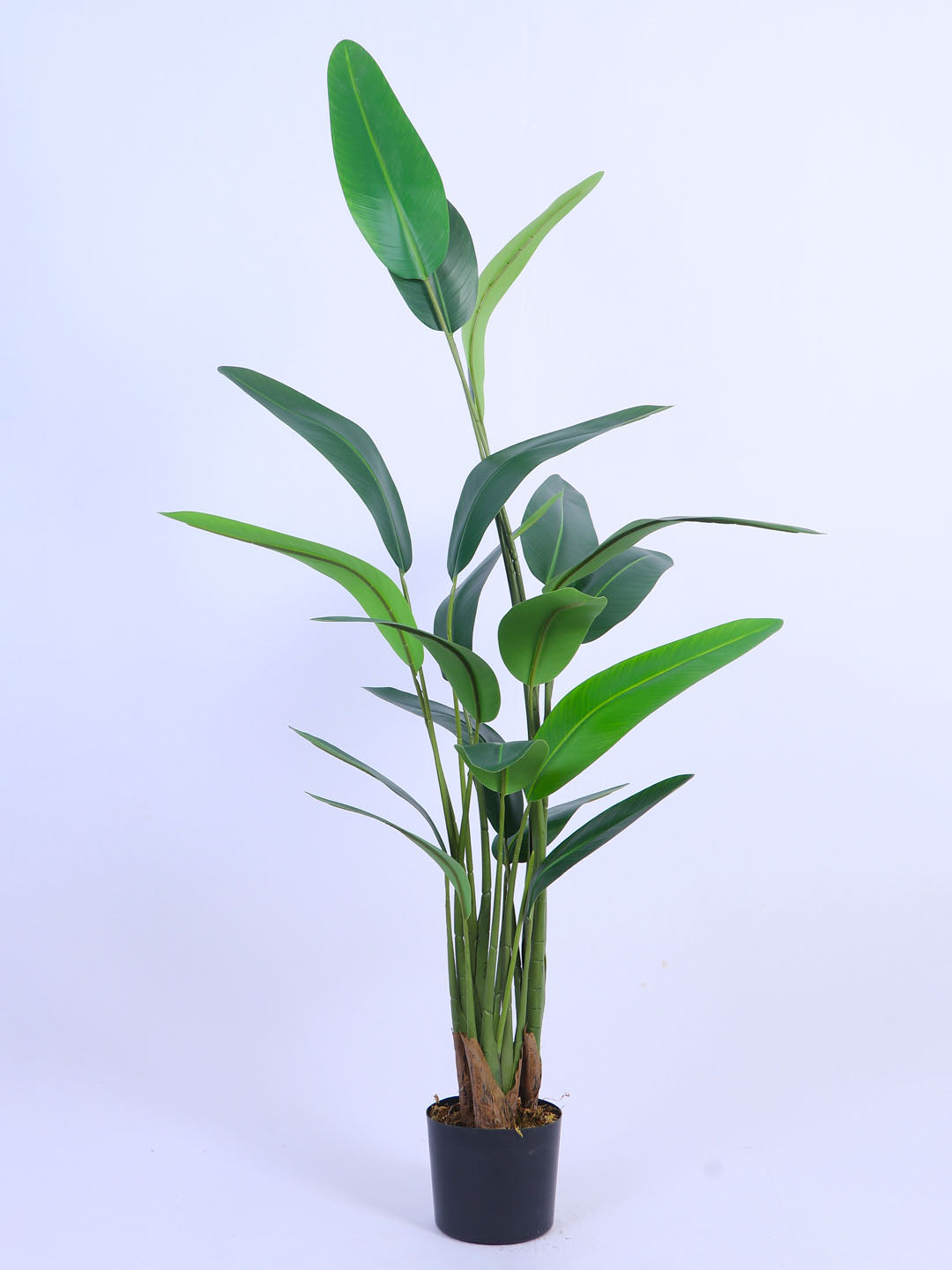 6Ft Artificial Bird of Paradise Plant in Pot