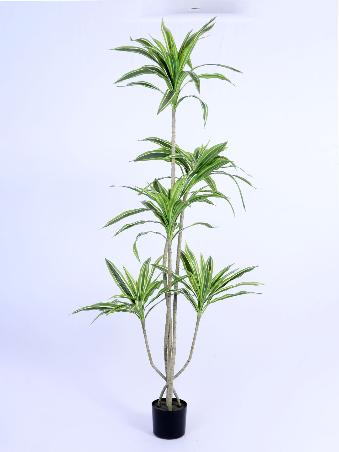 6Ft Artificial Dracaena Plant in Pot