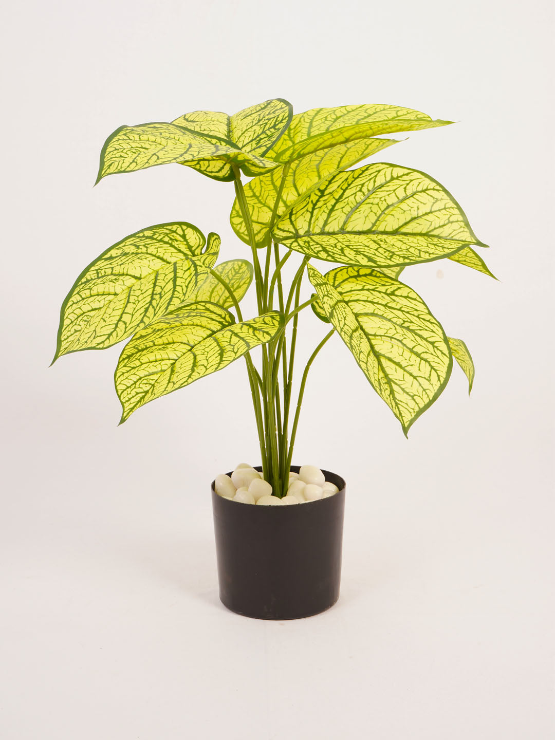 Artificial Dieffenbachia Plant - 55cm Tall