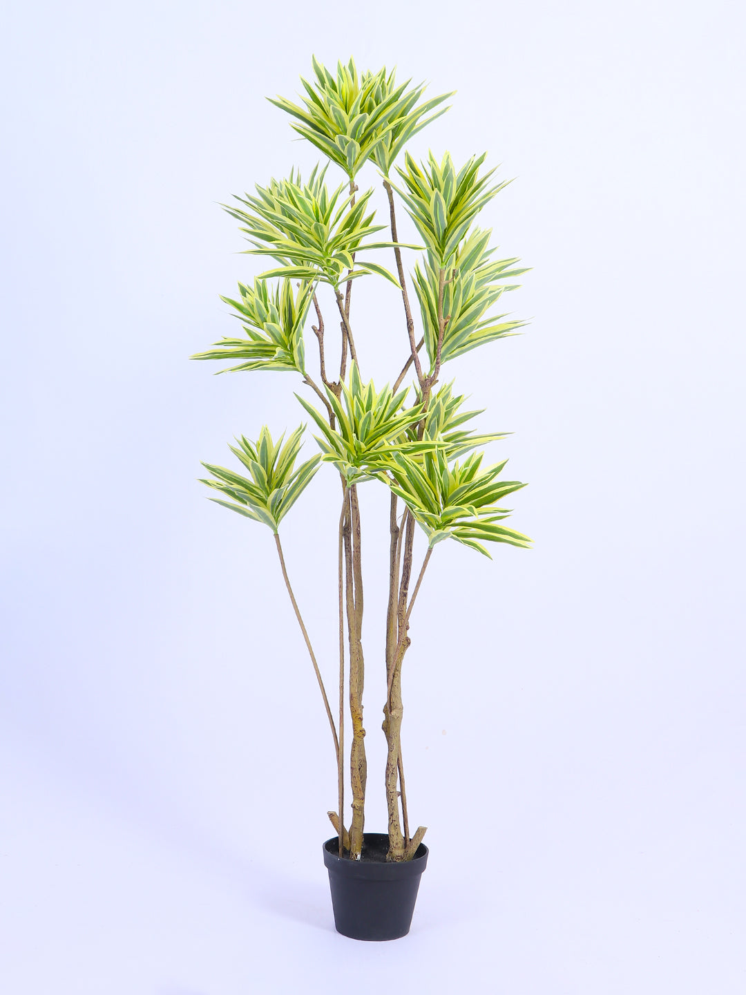 5ft Artificial Dracaena Reflexa Tree