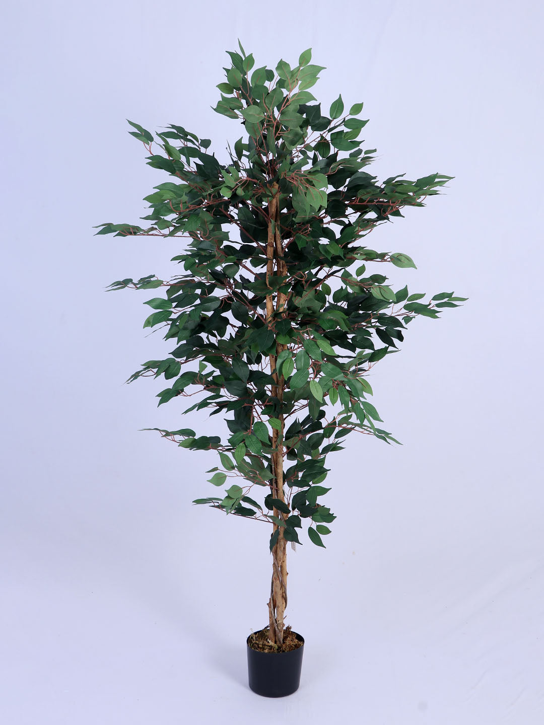 6Ft Artificial Ficus Tree in Pot