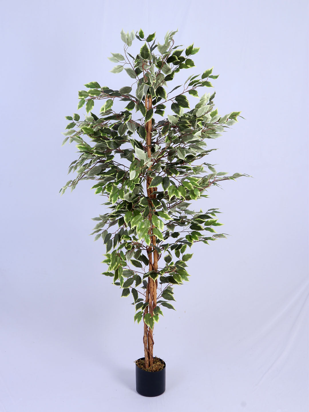 6Ft Artificial Variegated Ficus Tree in Pot