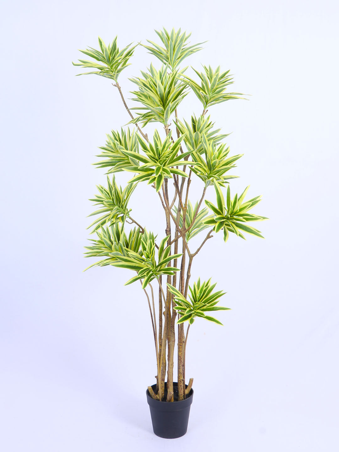 5.6ft Artificial Dracaena Reflexa Tree