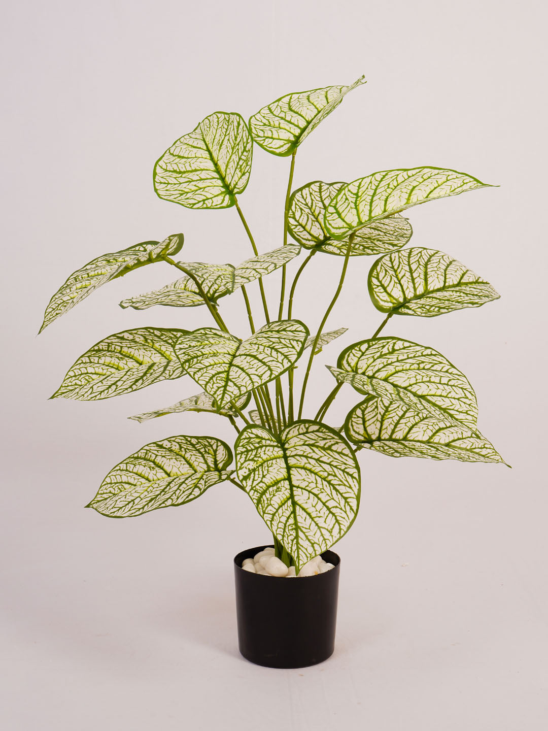 Artificial Dieffenbachia Plant - 65cm Tall
