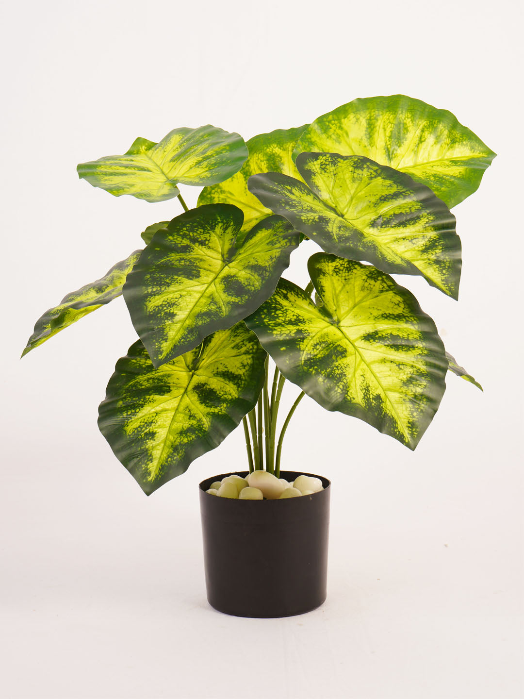 Artificial Dieffenbachia Plant - 55cm Tall