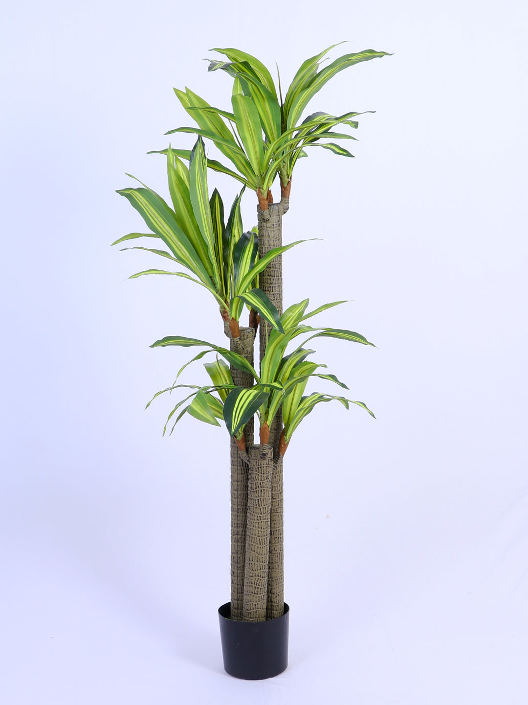 5Ft Artificial Dracaena Reflexa Tree in Pot