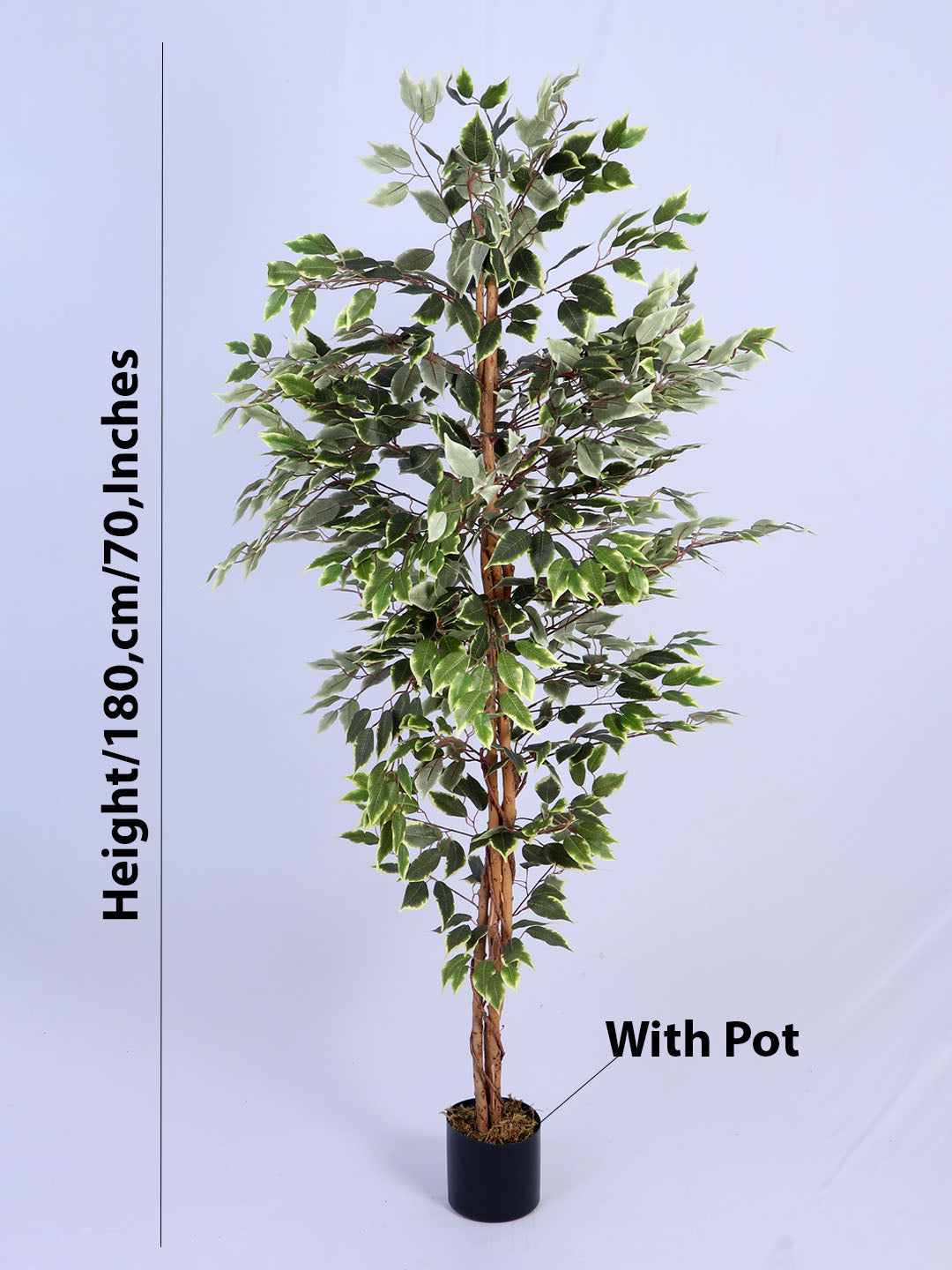 6Ft Artificial Variegated Ficus Tree in Pot