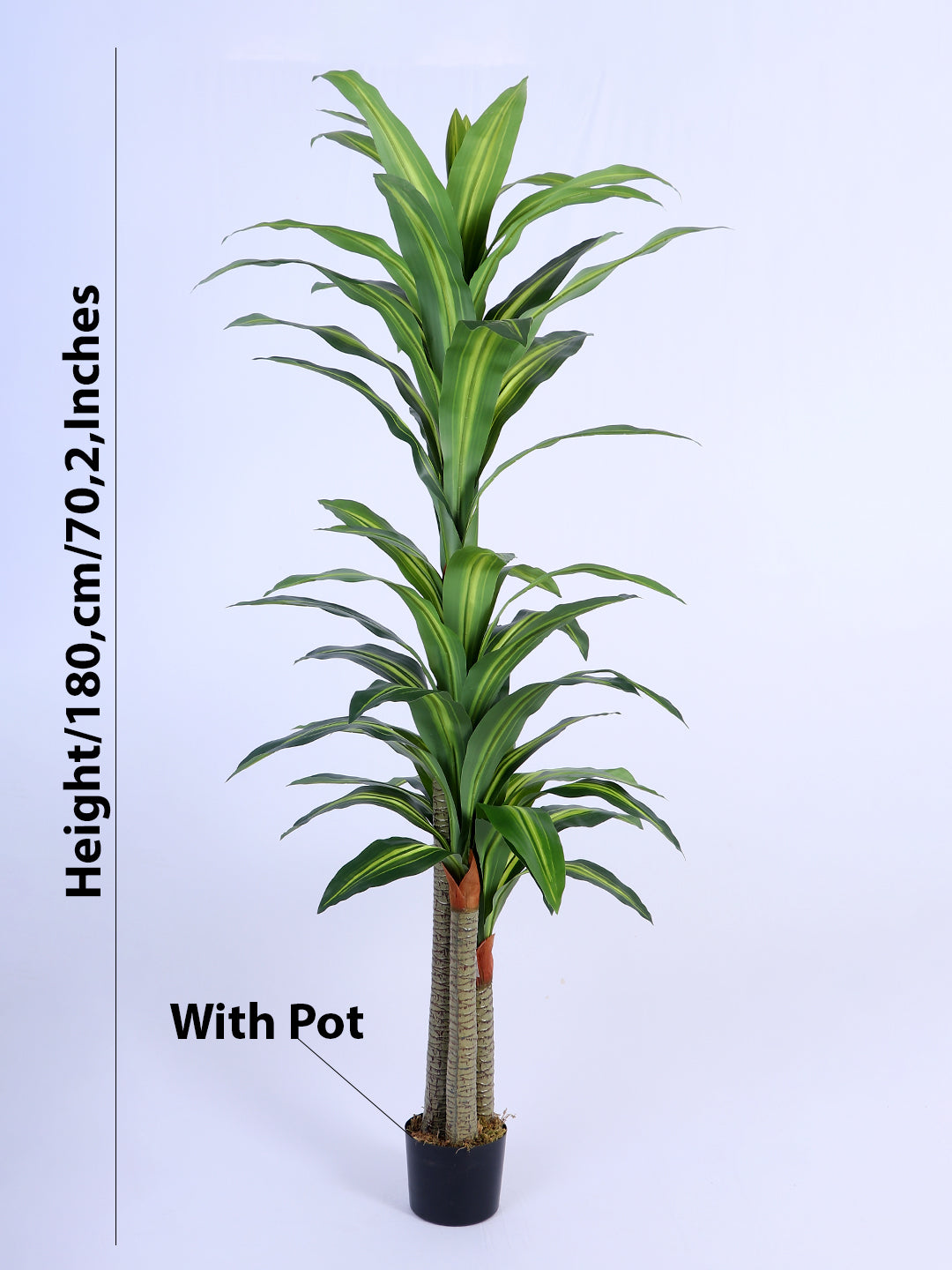 6Ft Artificial Dracaena Reflexa Tree in Pot
