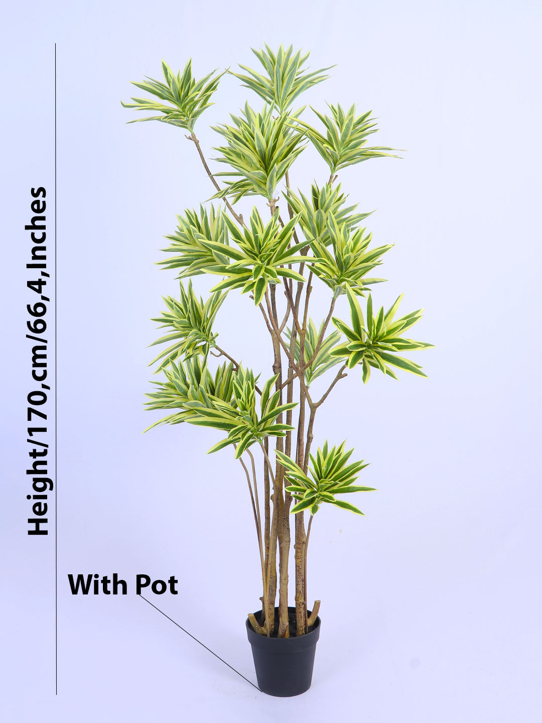 5.6ft Artificial Dracaena Reflexa Tree