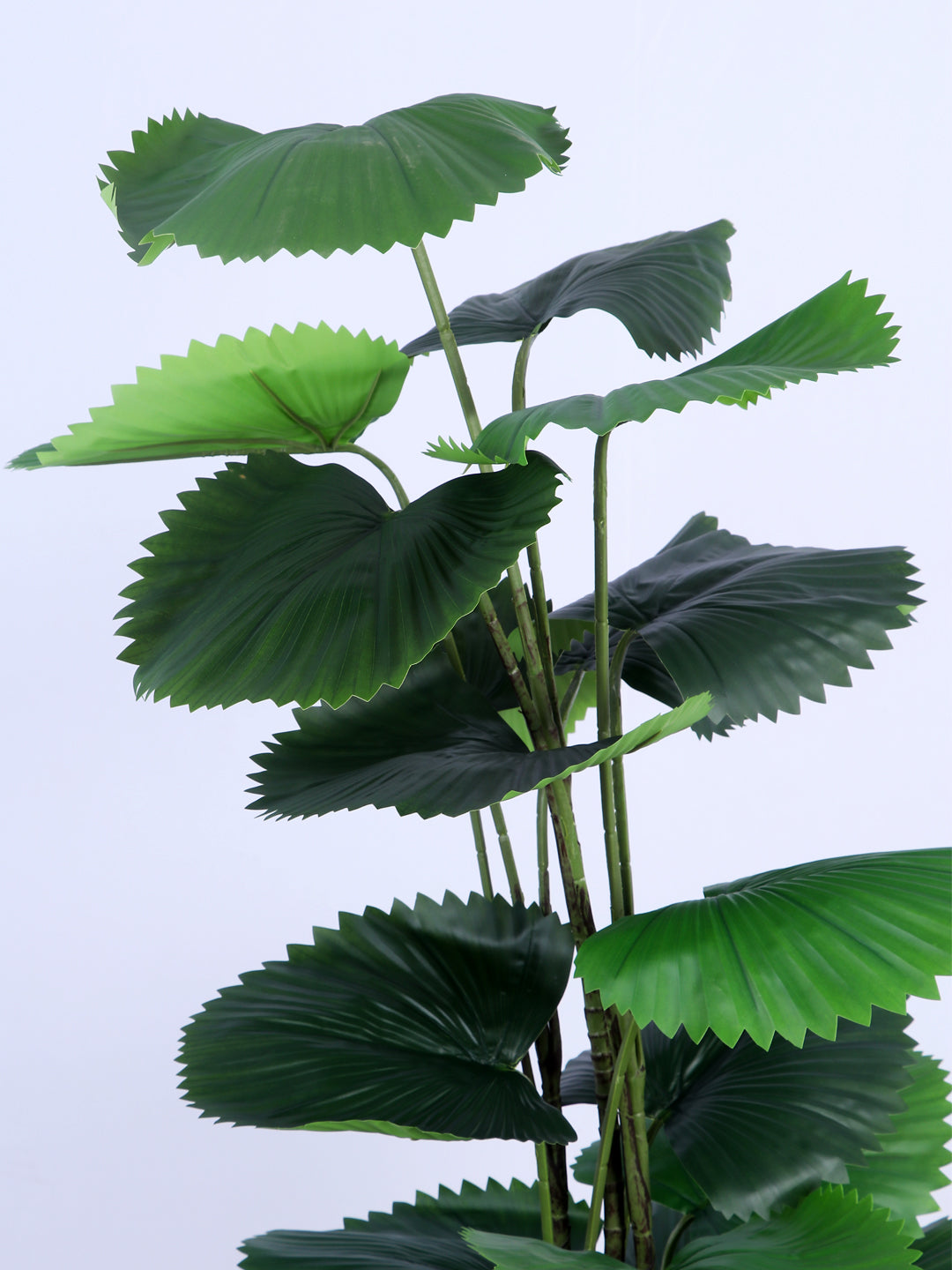 6Ft Artificial Ruffled Fan Palm Tree in Pot