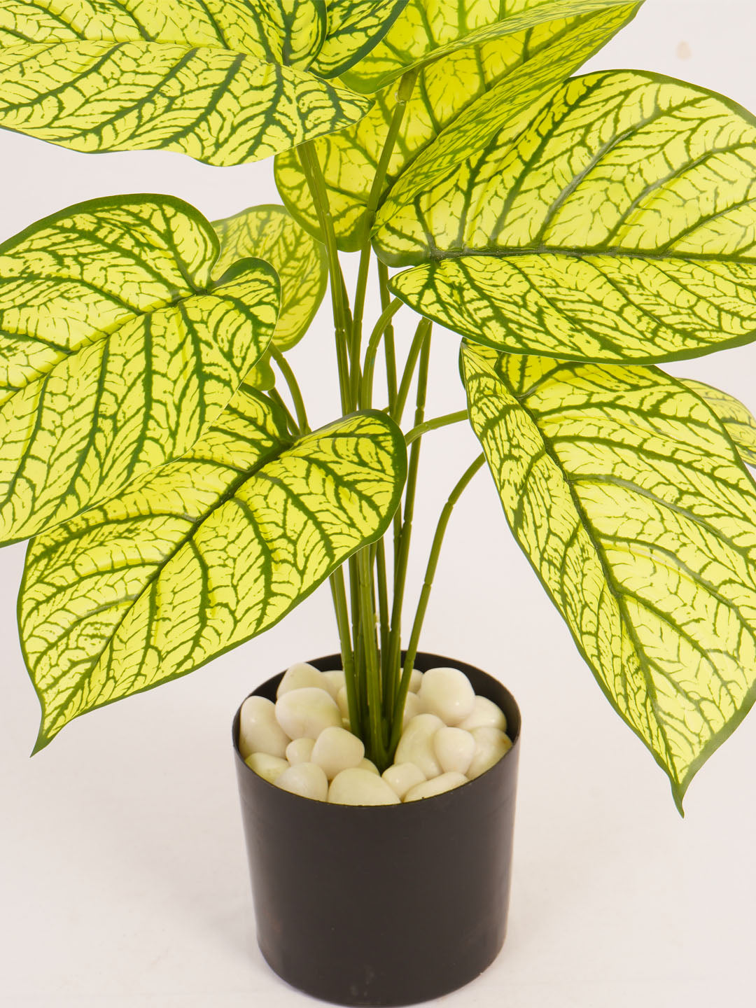 Artificial Dieffenbachia Plant - 55cm Tall