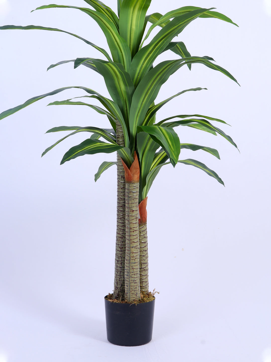 6Ft Artificial Dracaena Reflexa Tree in Pot
