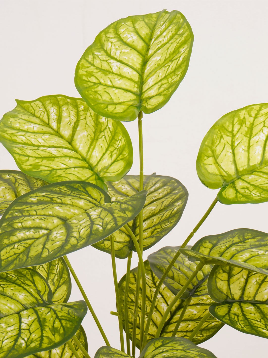 Artificial Dieffenbachia Plant - 65cm Tall