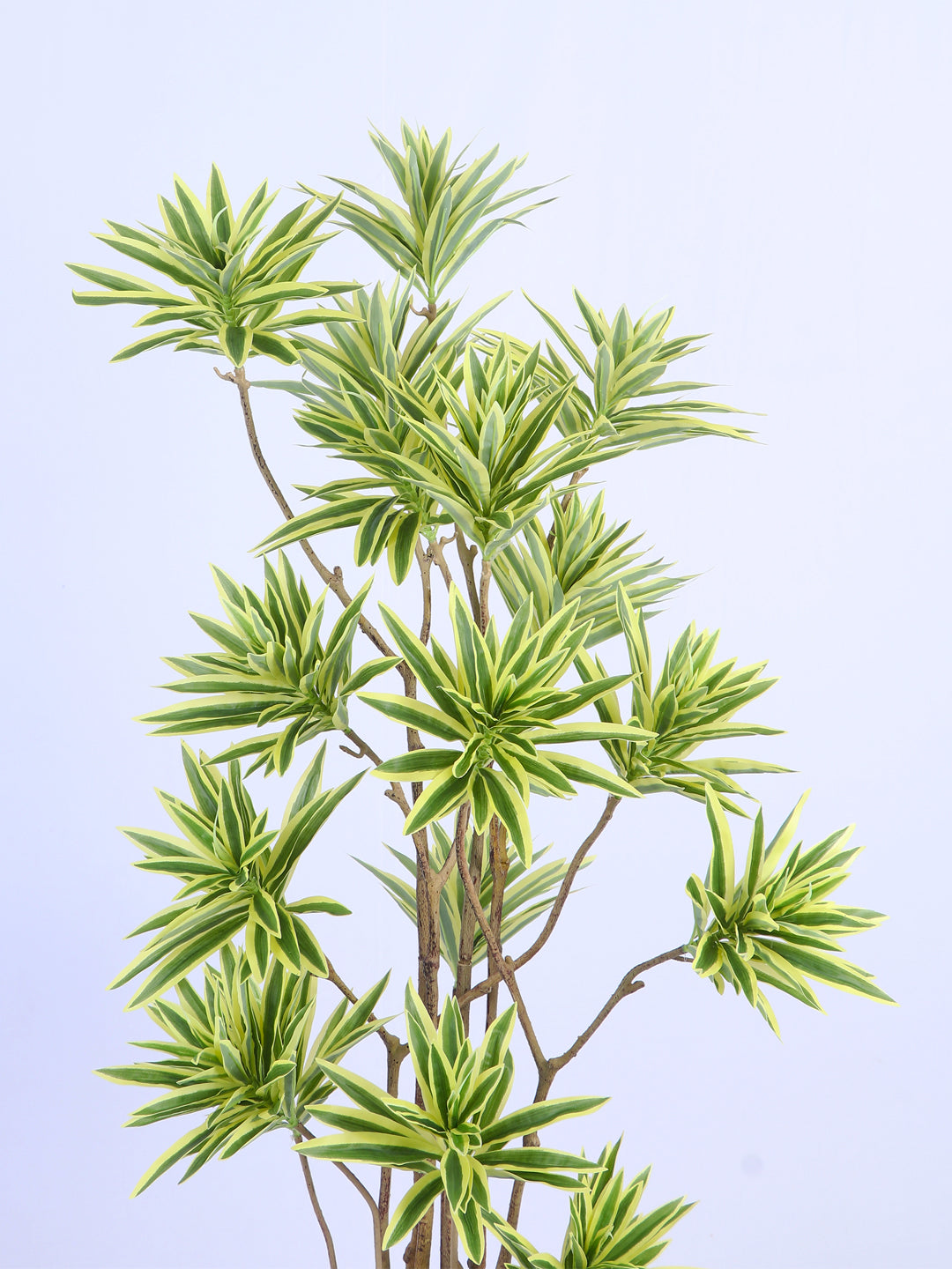 5.6ft Artificial Dracaena Reflexa Tree