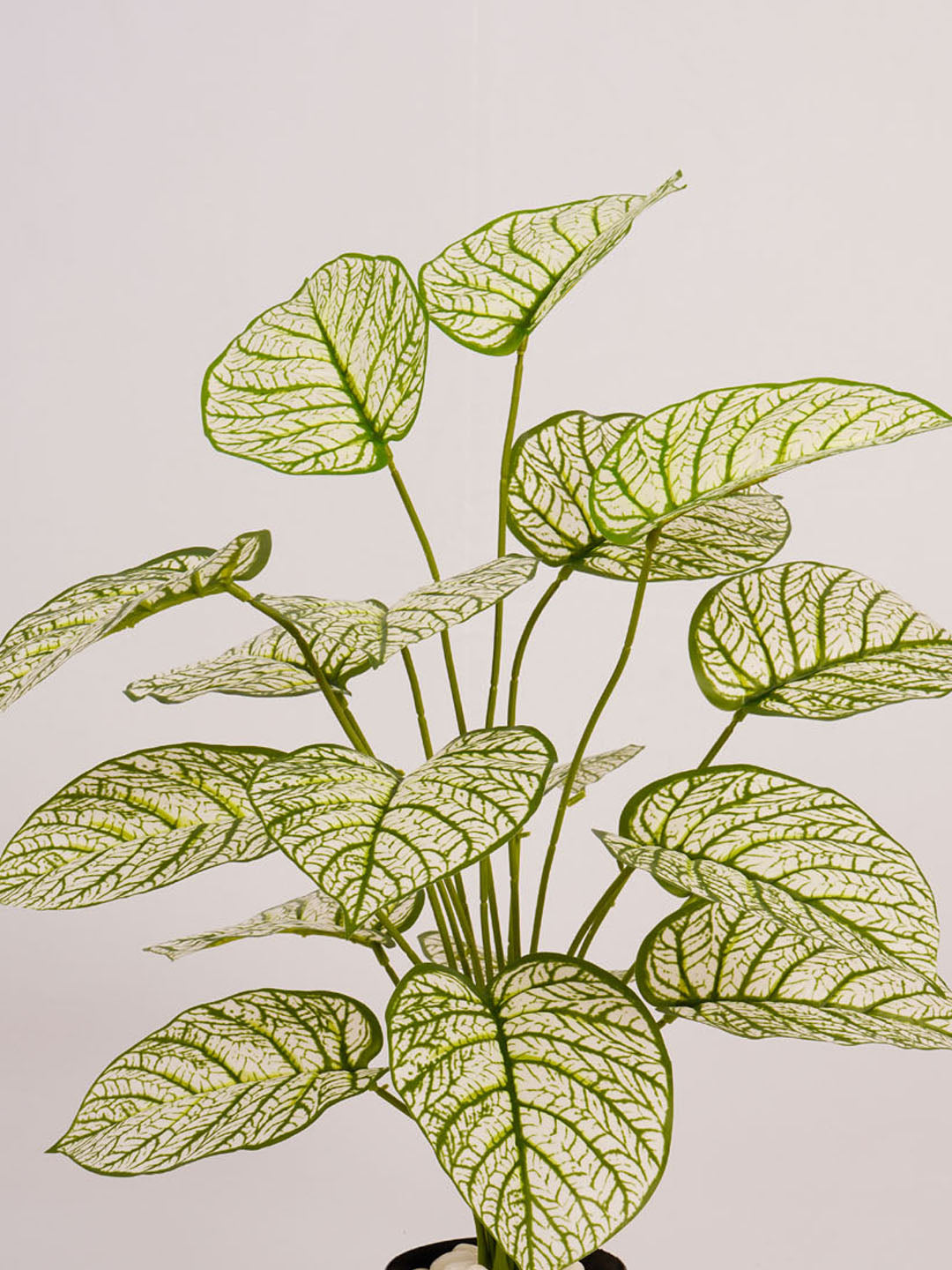 Artificial Dieffenbachia Plant - 65cm Tall