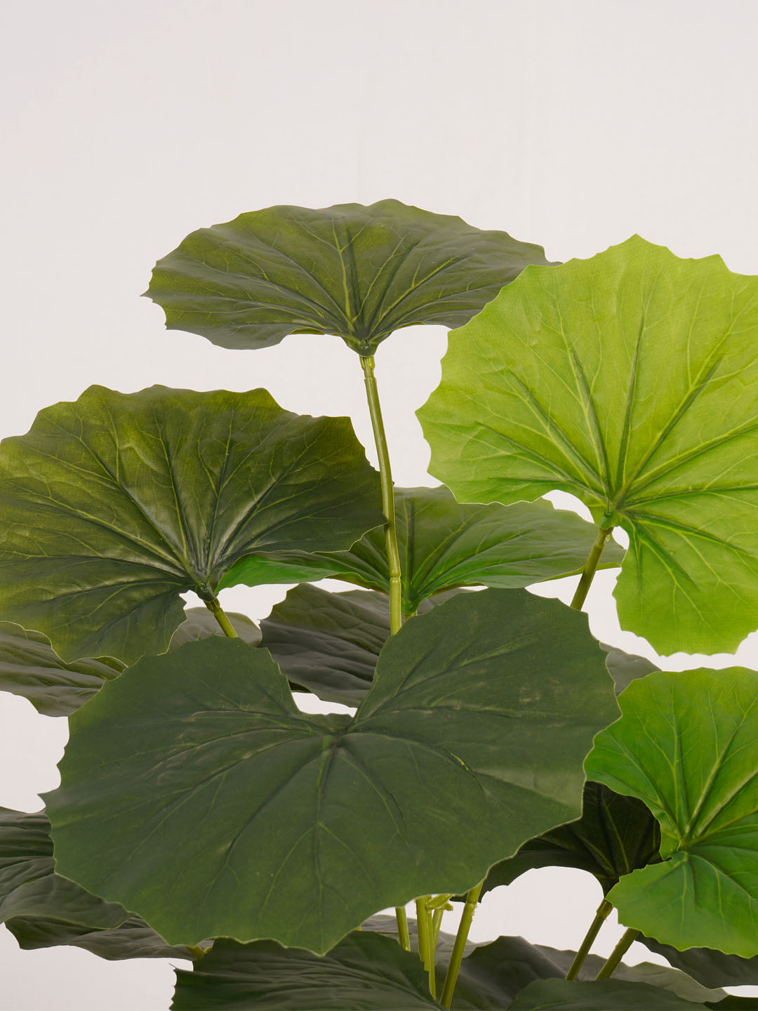 Artificial Rubber Plant - 65cm Tall