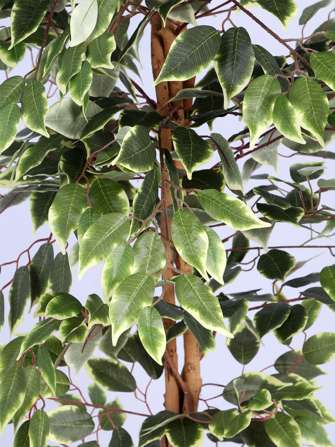 6Ft Artificial Variegated Ficus Tree in Pot