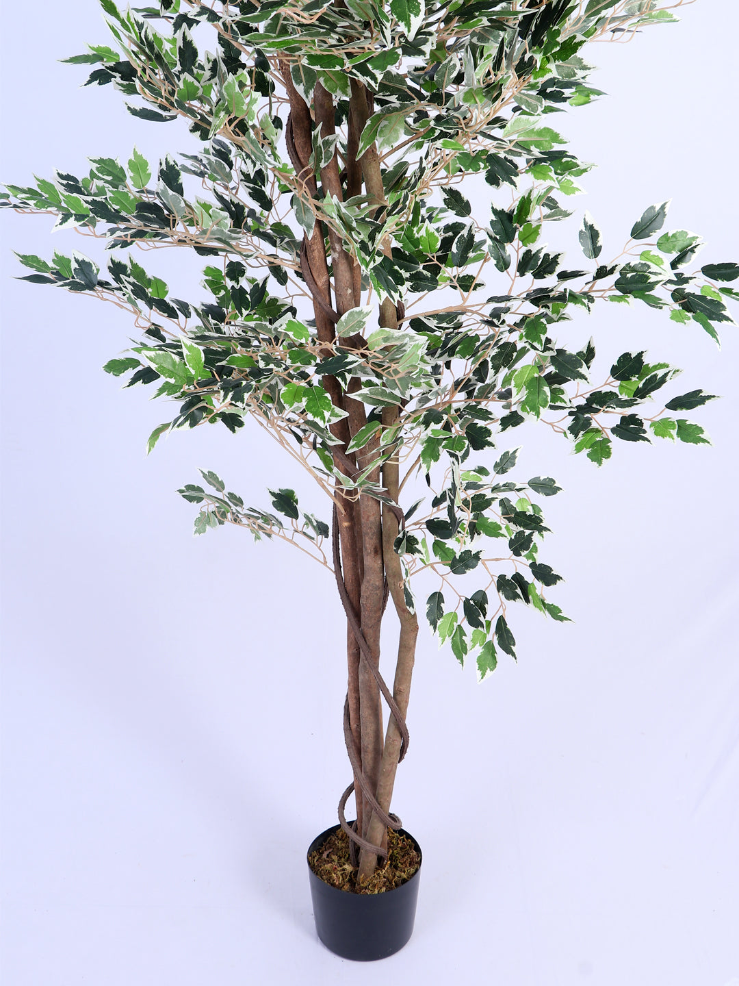 5.2Ft Artificial Variegated Ficus Tree