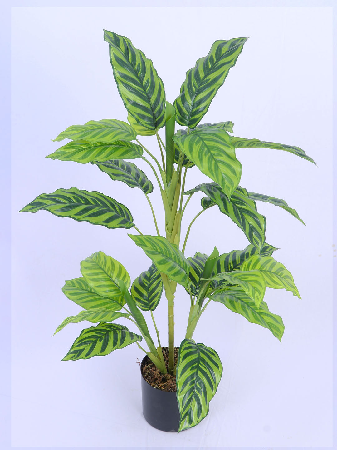 3.1Ft Artificial Dieffenbachia Plant in Pot