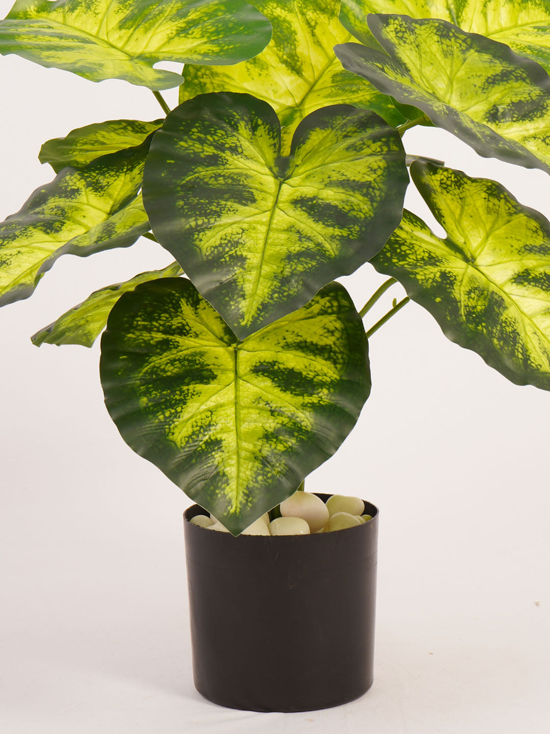 Artificial Dieffenbachia Plant - 55cm Tall