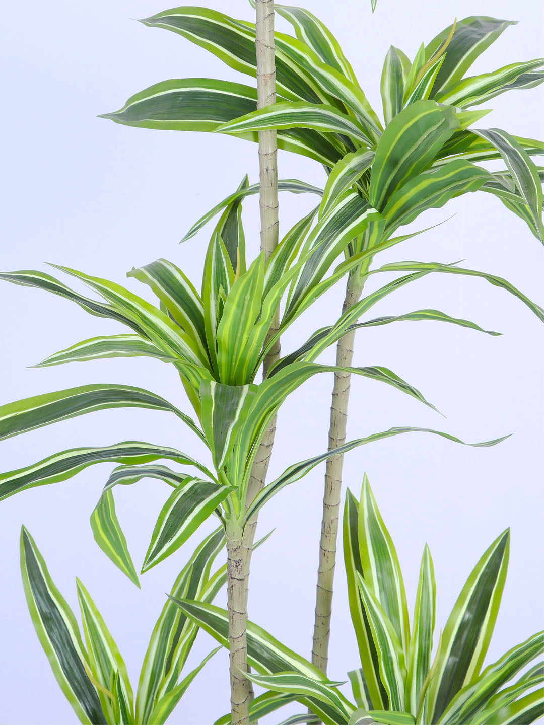 6Ft Artificial Dracaena Plant in Pot