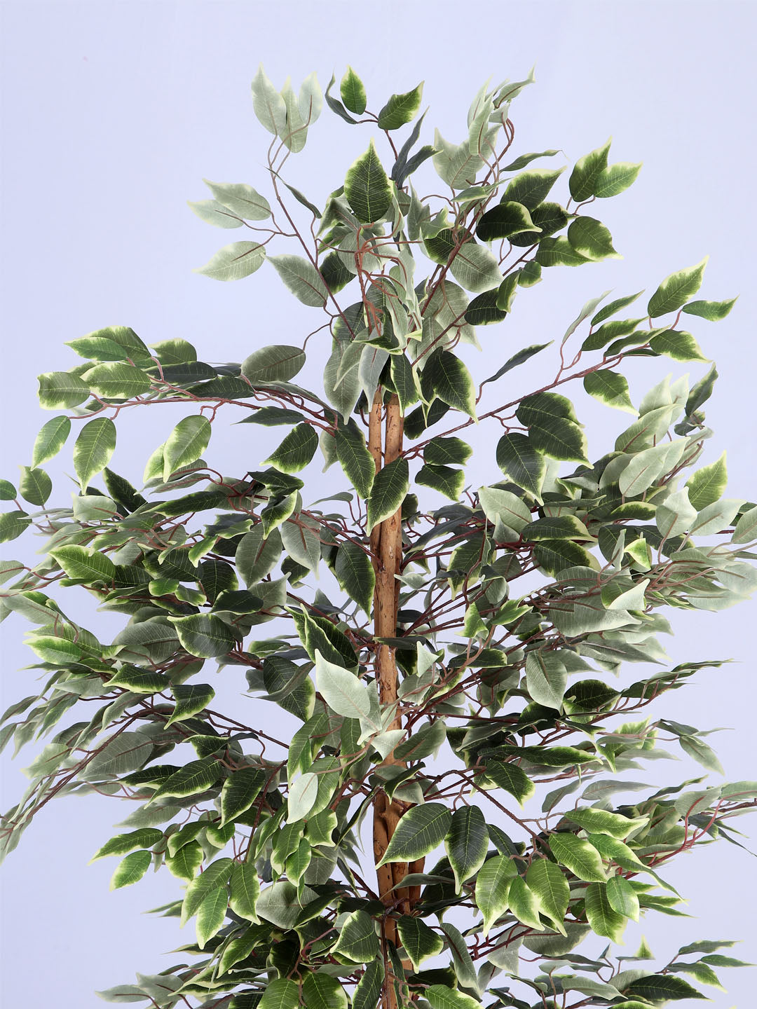 6Ft Artificial Variegated Ficus Tree in Pot