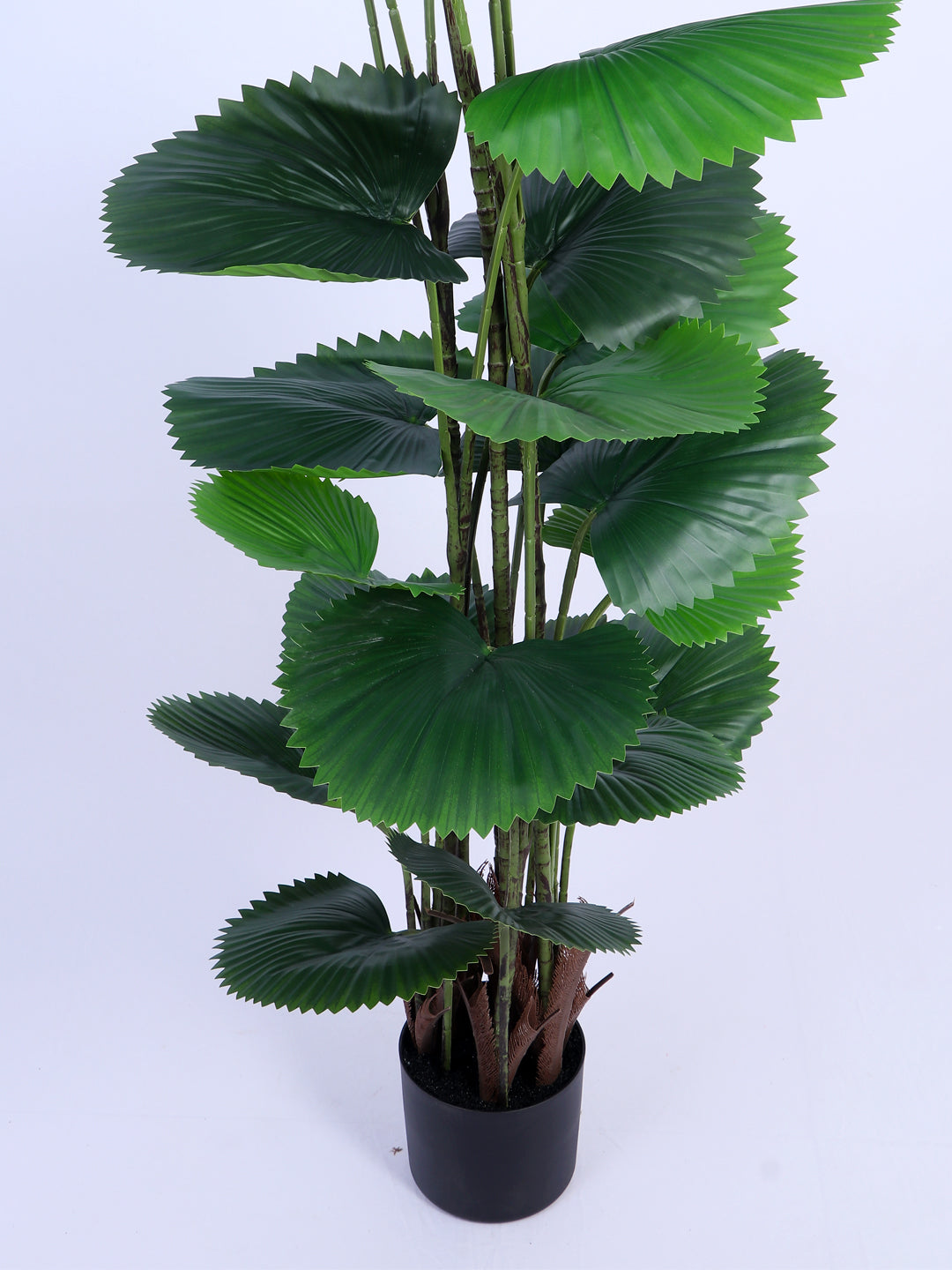 6Ft Artificial Ruffled Fan Palm Tree in Pot