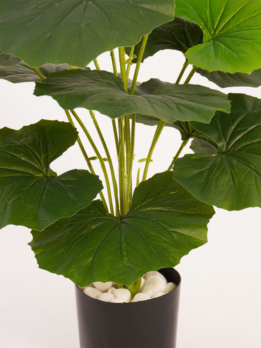 Artificial Rubber Plant - 65cm Tall