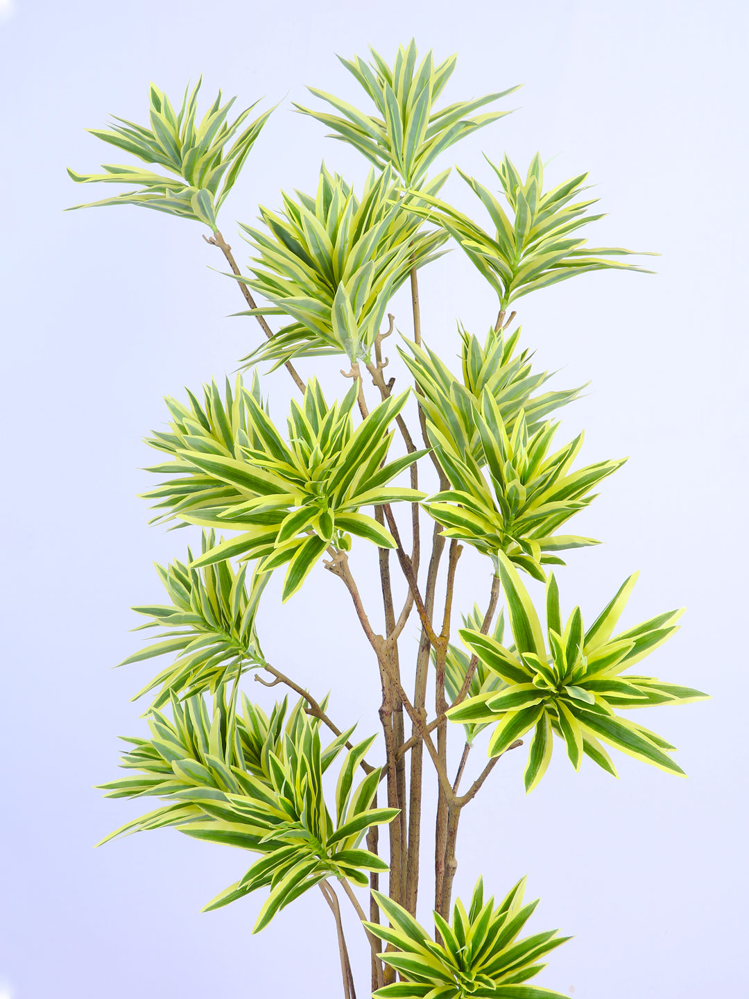 5ft Artificial Dracaena Reflexa Tree