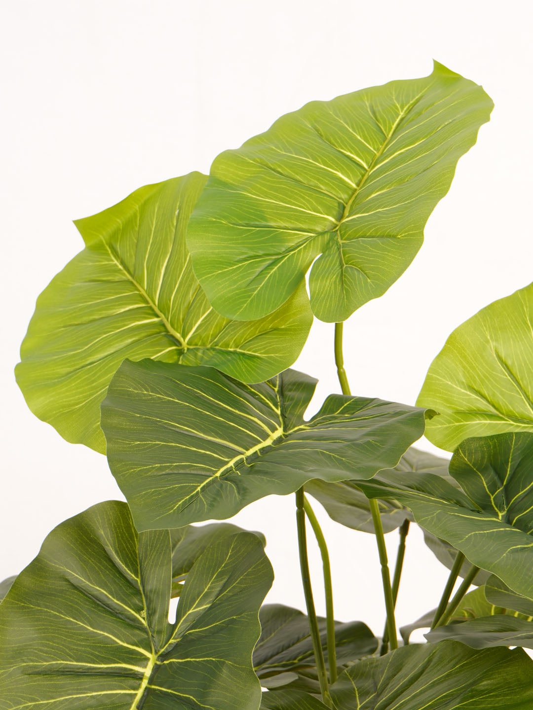 Artificial Rubber Plant - 65cm Tall