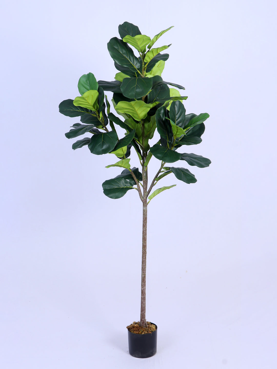 6Ft Artificial Fiddle Leaf Fig Tree in Pot