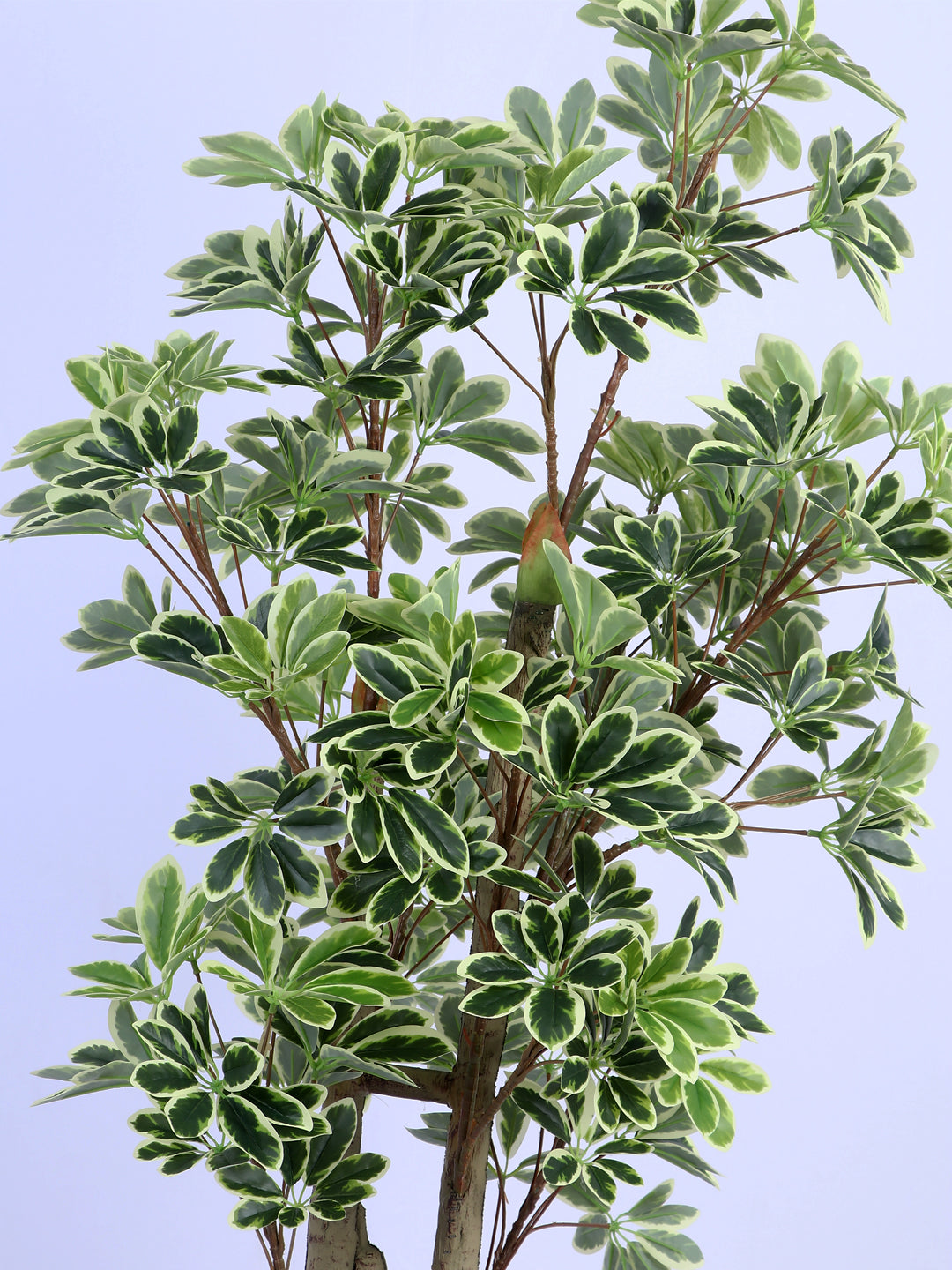 6Ft Artificial Umbrella Schefflera Tree in Pot
