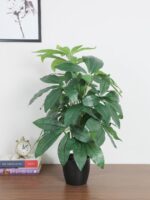 2.2Ft Artificial Pachira Plants