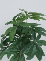 2.2Ft Artificial Pachira Plants - Image 4