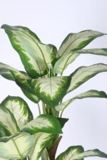 5.2Ft Artificial Dieffenbachia Plants with Pot - Image 4