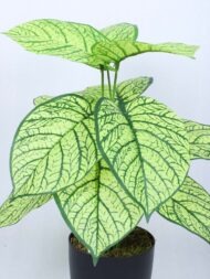 1.8Ft Artificial Dieffenbachia Plant With Pot - Image 4