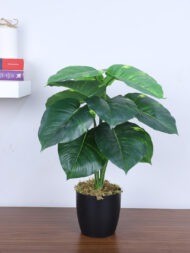 1.8Ft Artificial Money Plant With Pot