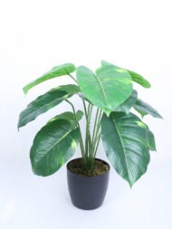 1.8Ft Artificial Money Plant With Pot - Image 5